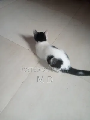 3-6 Months Male Mixed Breed Bengal Cat