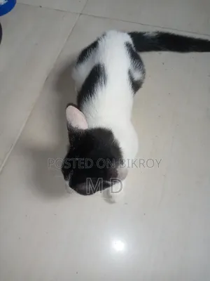 3-6 Months Male Mixed Breed Bengal Cat