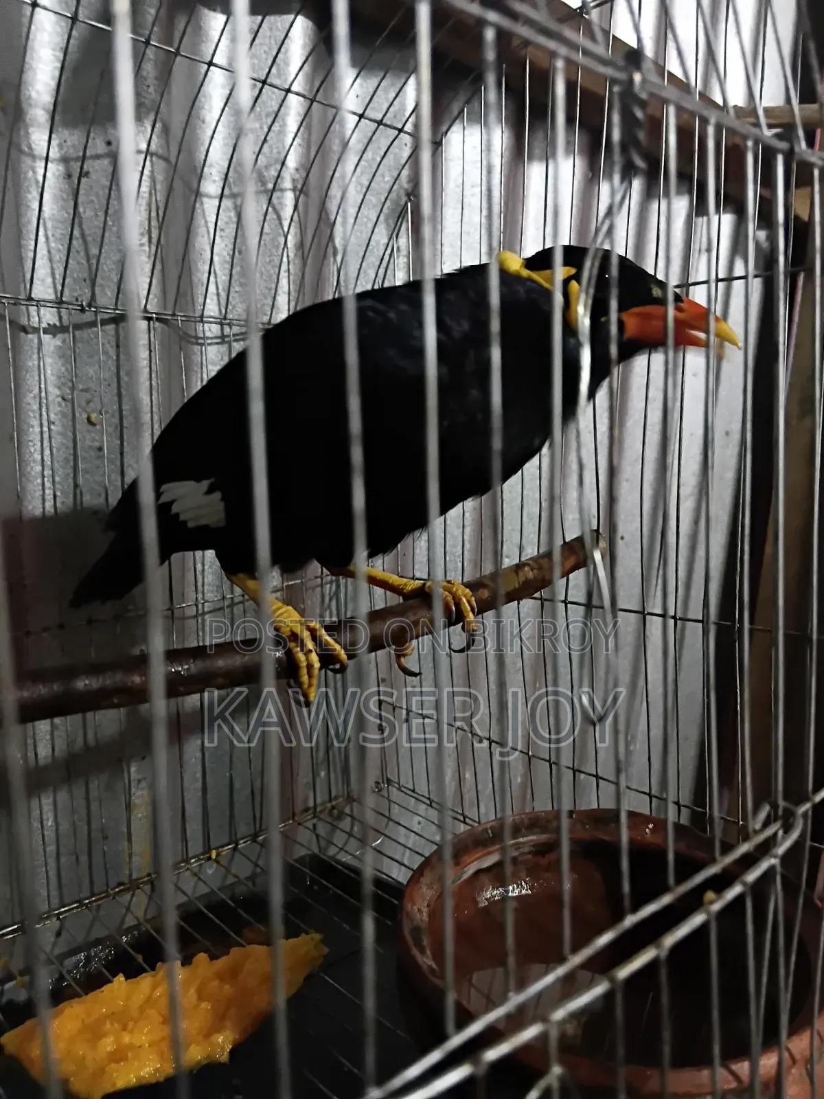 খুব ভালো মানের মানুষকে কপি করা একটা চট্টগ্রামের ময়না পাখি বিক্রি করব