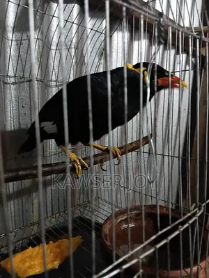 খুব ভালো মানের মানুষকে কপি করা একটা চট্টগ্রামের ময়না পাখি বিক্রি করব
