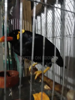 খুব ভালো মানের মানুষকে কপি করা একটা চট্টগ্রামের ময়না পাখি বিক্রি করব
