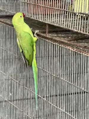 ইন্ডিয়ান রিংনেক টিয়া