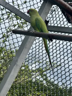 Indian Ringneck Parrot