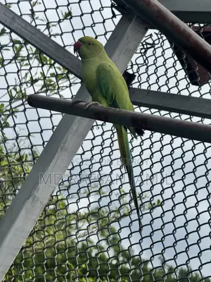 ইন্ডিয়ান রিংনেক টিয়া
