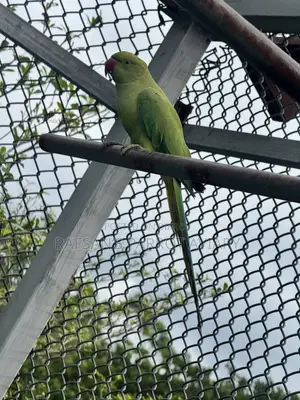 Indian Ringneck Parrot