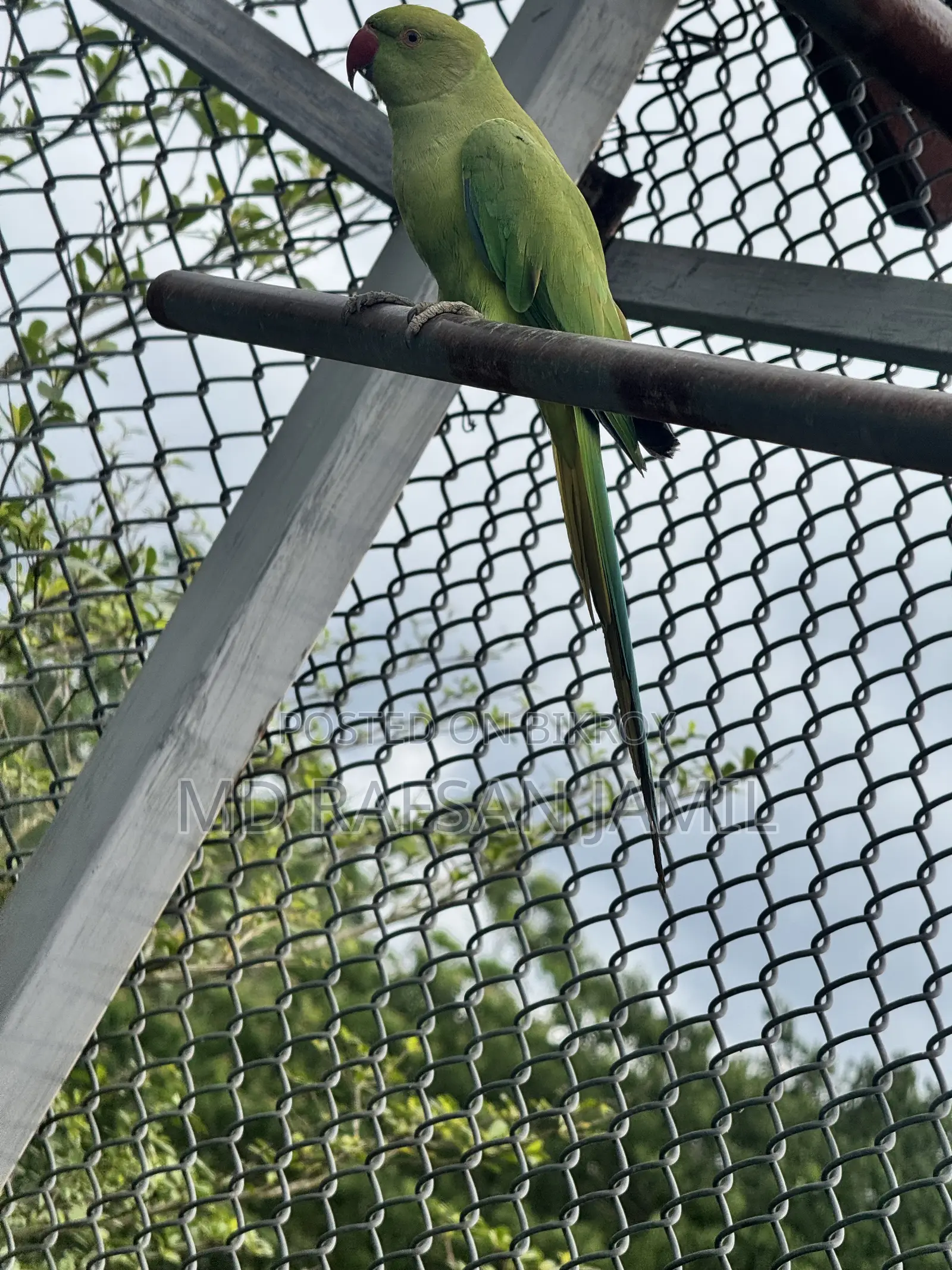 ইন্ডিয়ান রিংনেক টিয়া