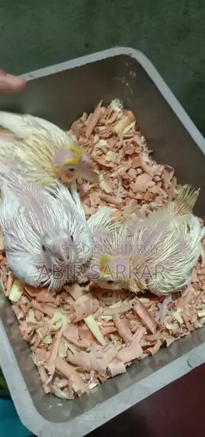 ককাটেল পাখি