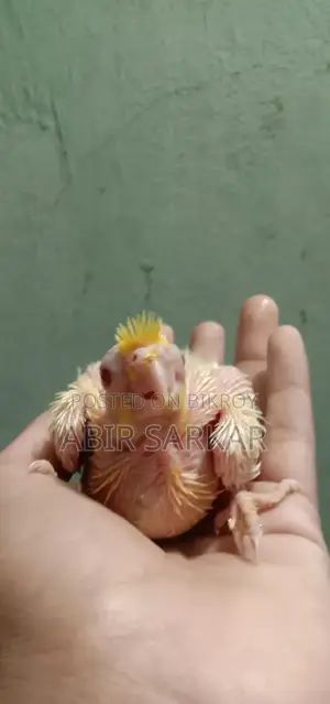 ককাটেল পাখি