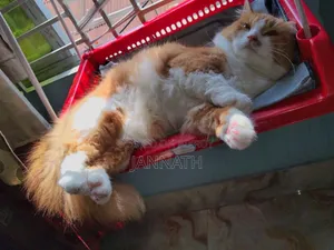 3-6 months Female Mixed Breed Persian