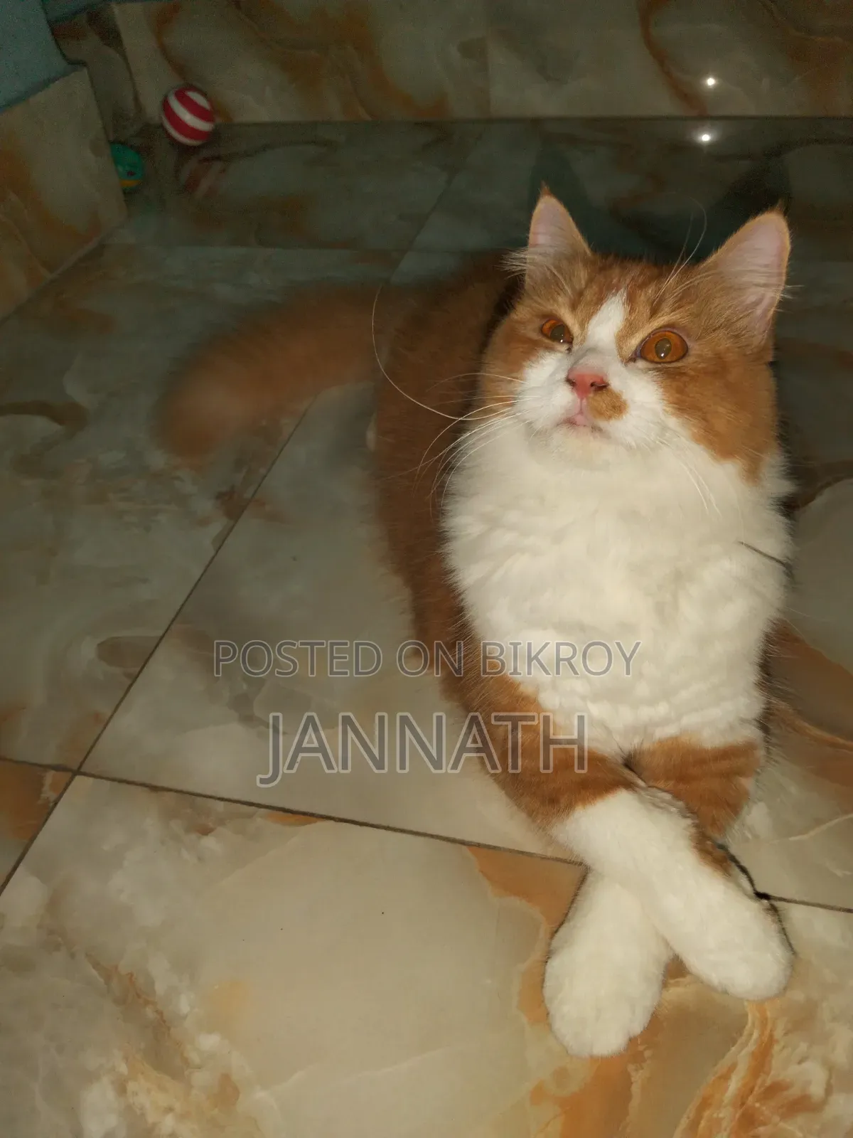 3-6 months Female Mixed Breed Persian