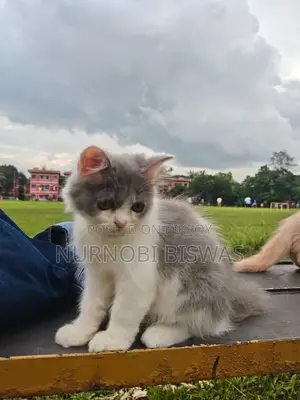 1-3 Months Male Purebred Persian