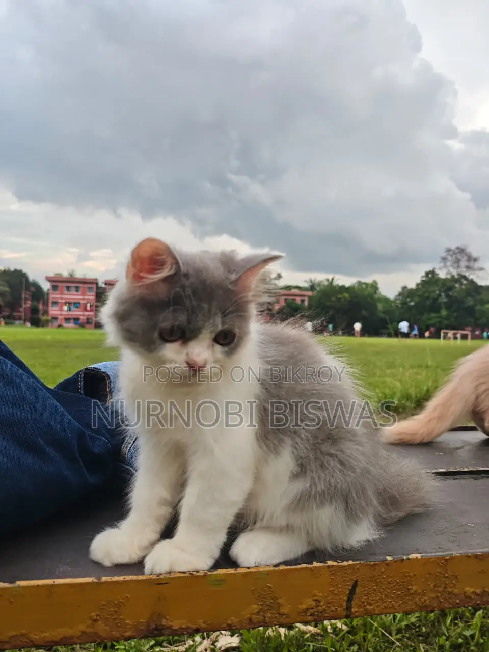 1-3 Months Male Purebred Persian