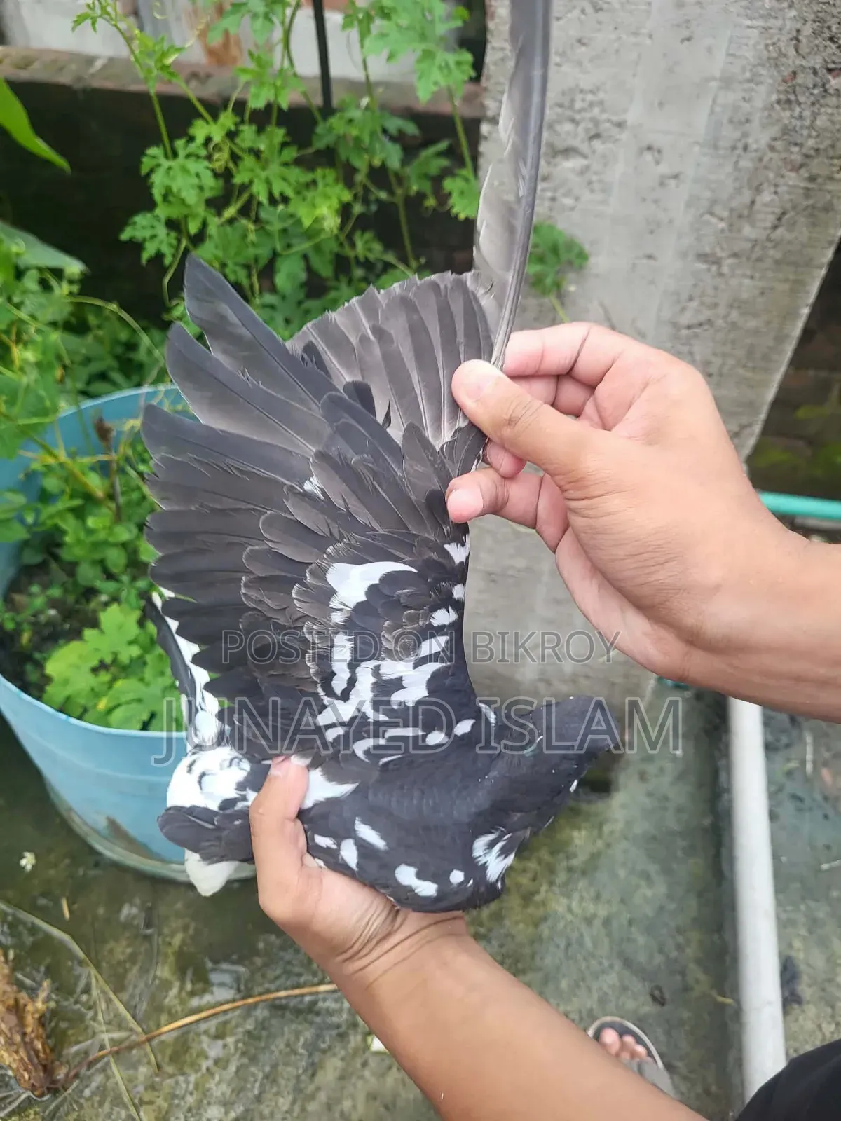 ১ পিস সিঙ্গেল নর। ভালো পুরান জাতের মুসলদোম, ১ টা দম ফাটা।