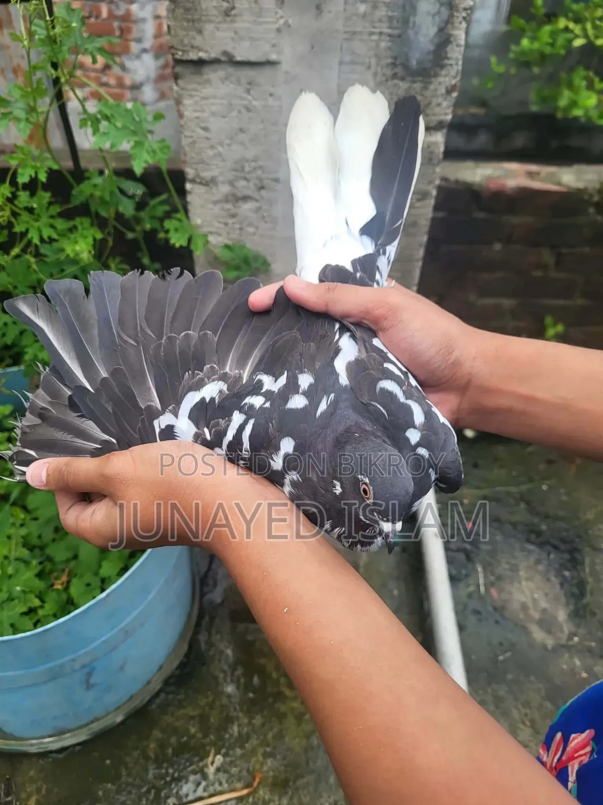 ১ পিস সিঙ্গেল নর। ভালো পুরান জাতের মুসলদোম, ১ টা দম ফাটা।