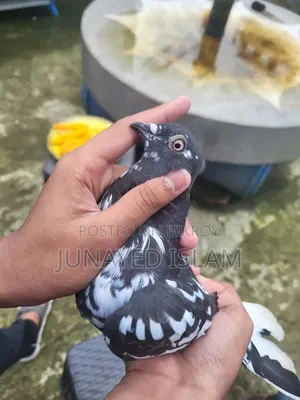 ১ পিস সিঙ্গেল নর। ভালো পুরান জাতের মুসলদোম, ১ টা দম ফাটা।