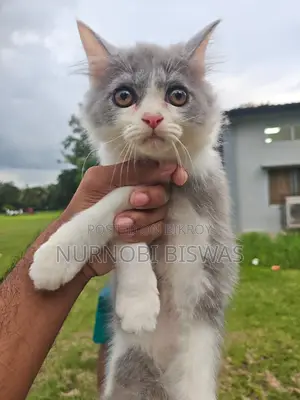 1-3 Months Male Purebred Persian