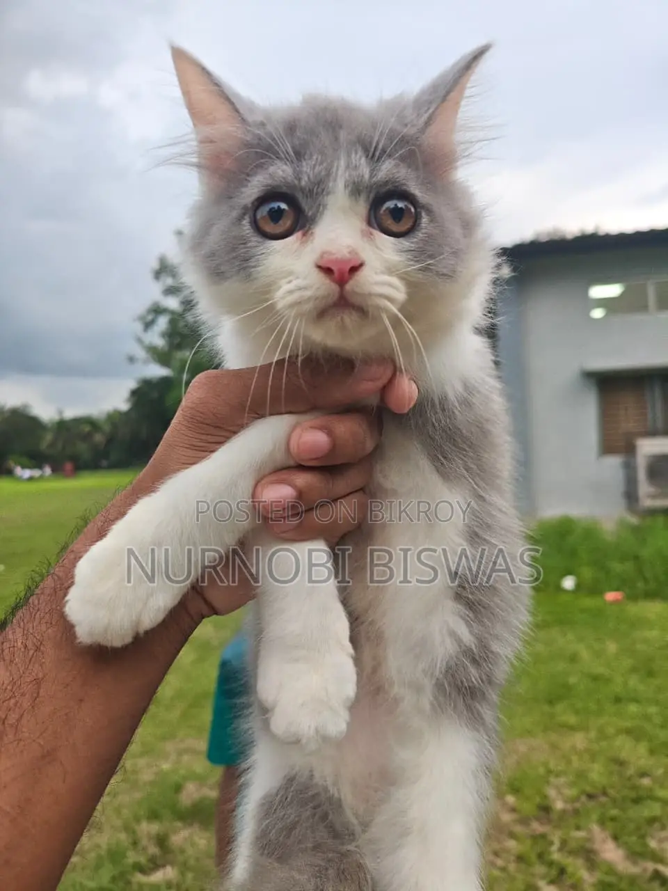 1-3 Months Male Purebred Persian