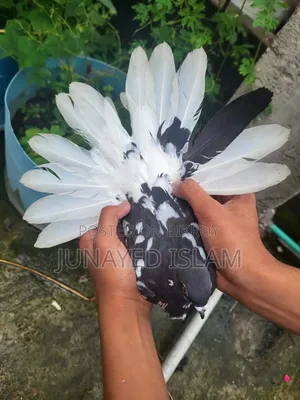 ১ পিস সিঙ্গেল নর। ভালো পুরান জাতের মুসলদোম, ১ টা দম ফাটা।