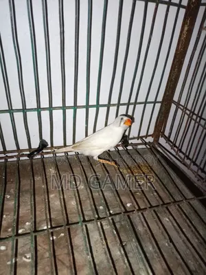 এক জোড়া ফিঞ্চ পাখি