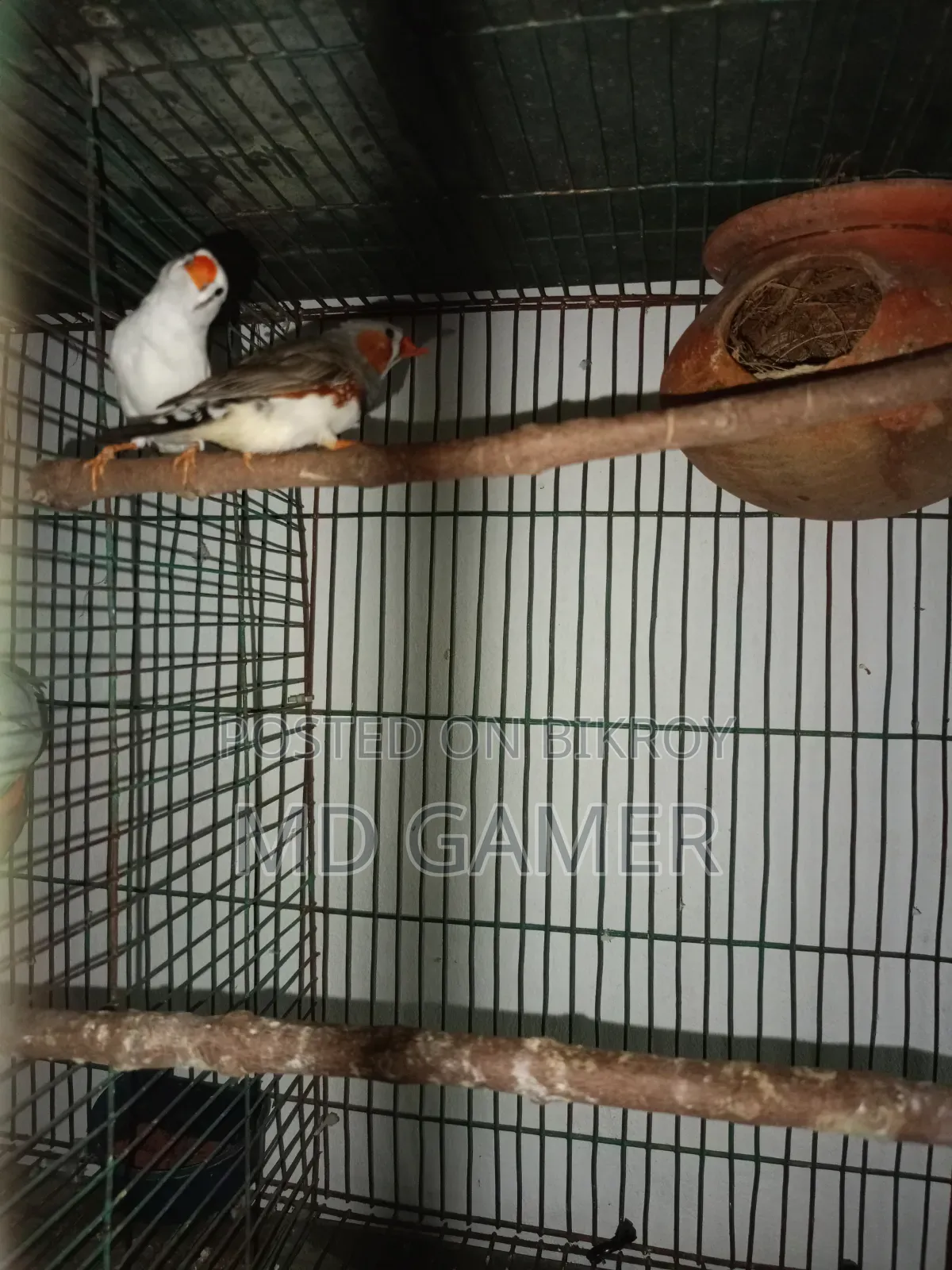 এক জোড়া ফিঞ্চ পাখি