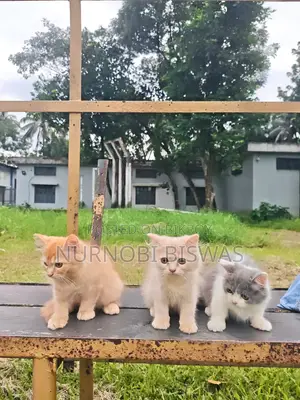 1-3 Months Male Purebred Persian
