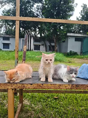 1-3 Months Male Purebred Persian