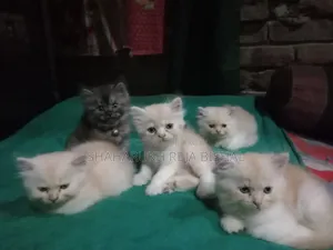 0-1 Month Female Purebred Persian Kitten