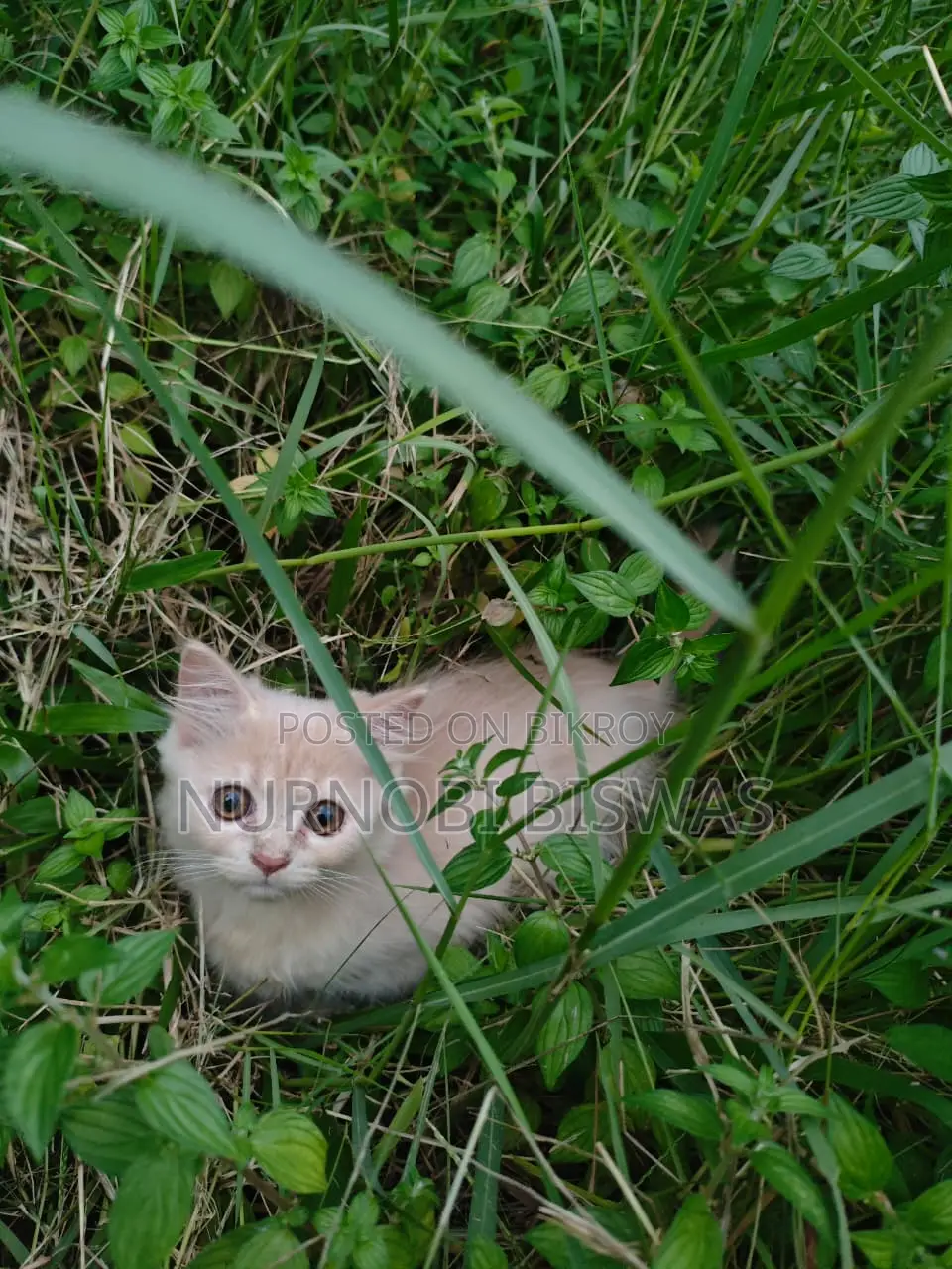 1-3 Months Male Purebred Persian