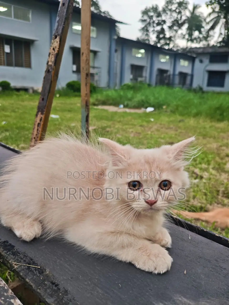 1-3 Months Male Purebred Persian