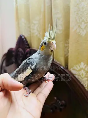 টেম্প কোকাটেল পাখি