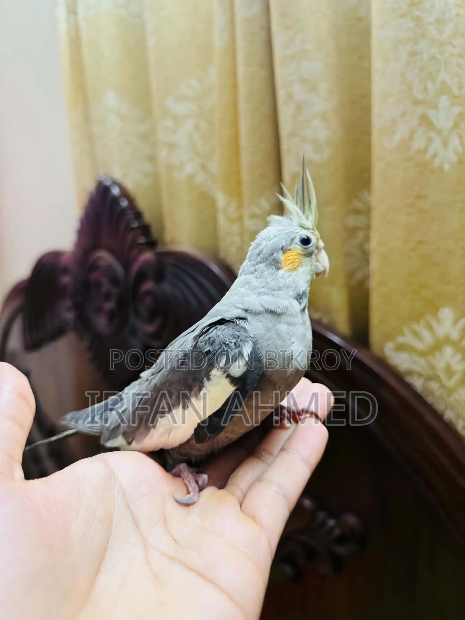 টেম্প কোকাটেল পাখি