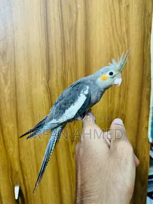 টেম্প কোকাটেল পাখি
