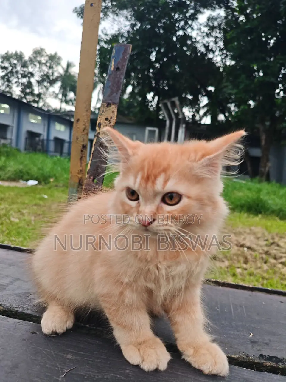 1-3 Months Male Purebred Persian