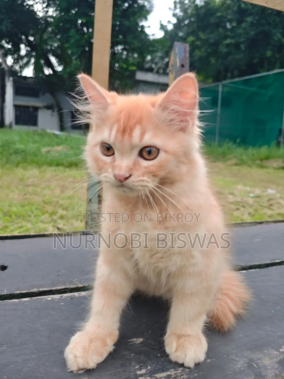 1-3 Months Male Purebred Persian