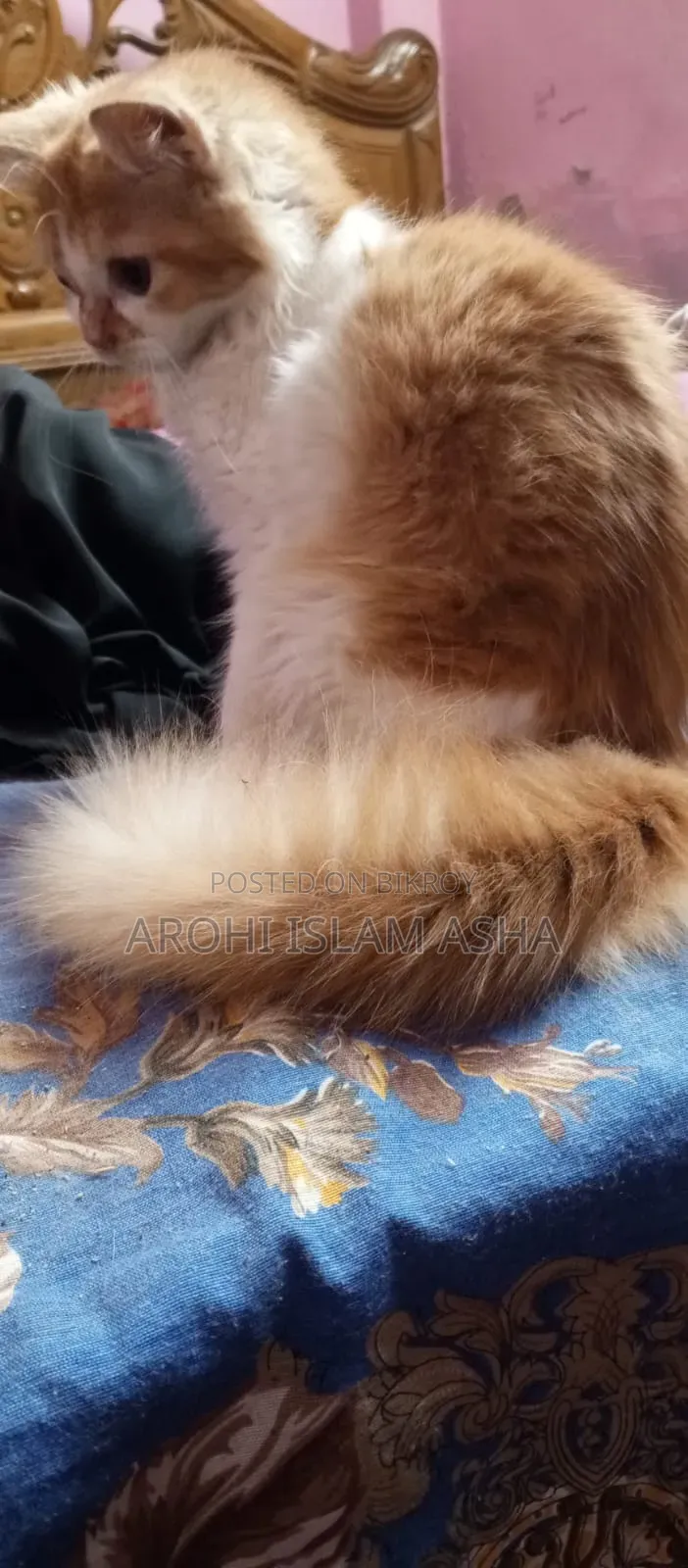 1-3 Months Male Purebred Persian