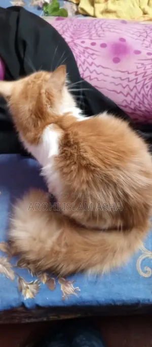 1-3 Months Male Purebred Persian