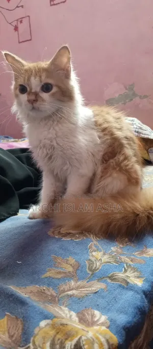 1-3 Months Male Purebred Persian