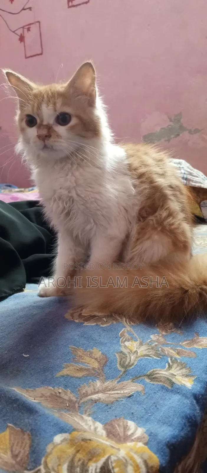 1-3 Months Male Purebred Persian