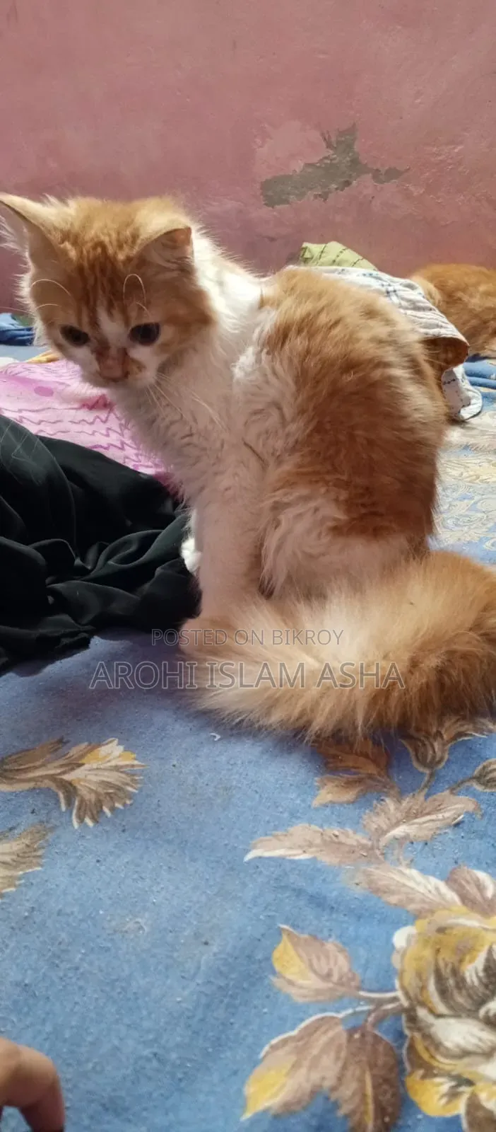 1-3 Months Male Purebred Persian