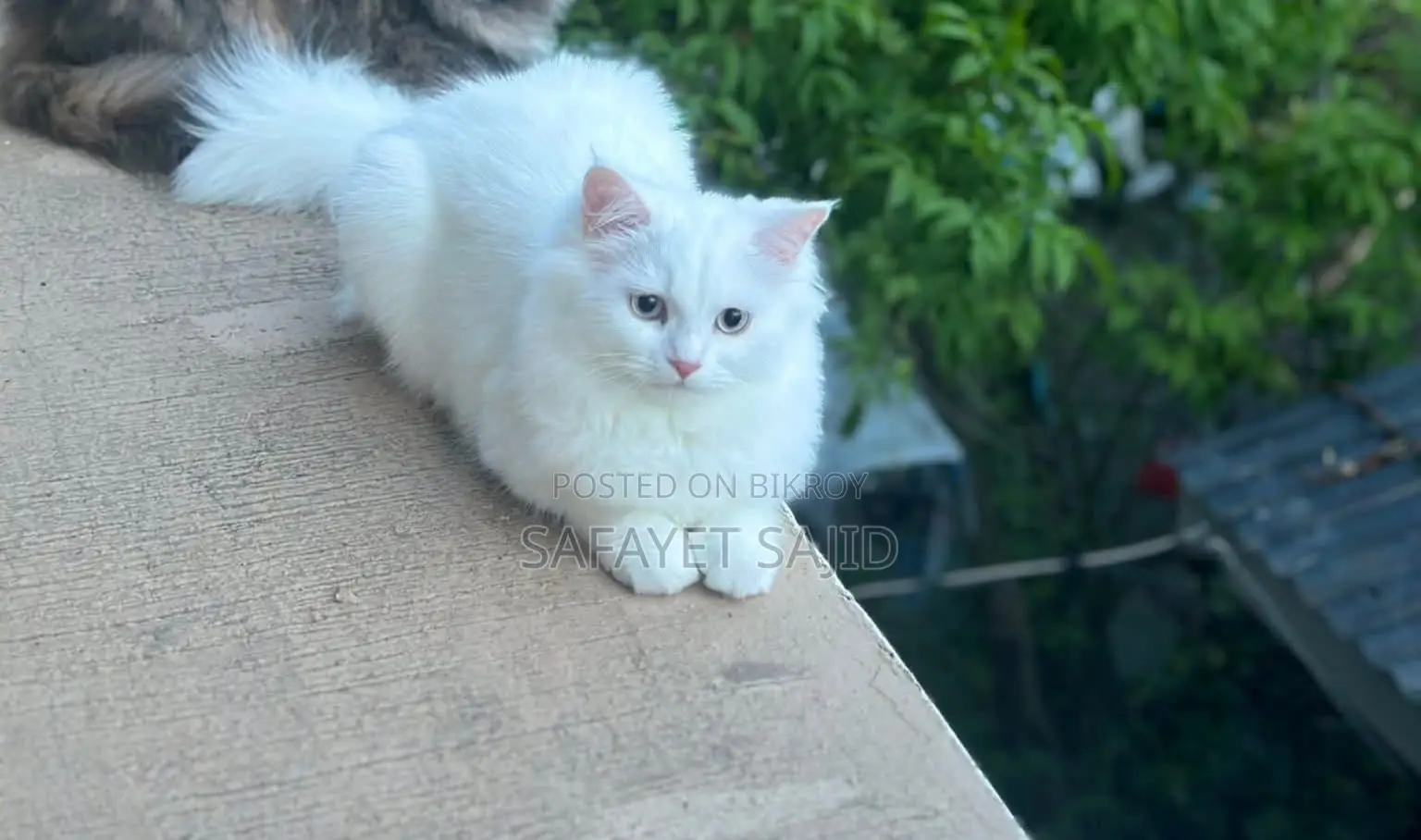 6-12 Months Male Mixed Breed Persian