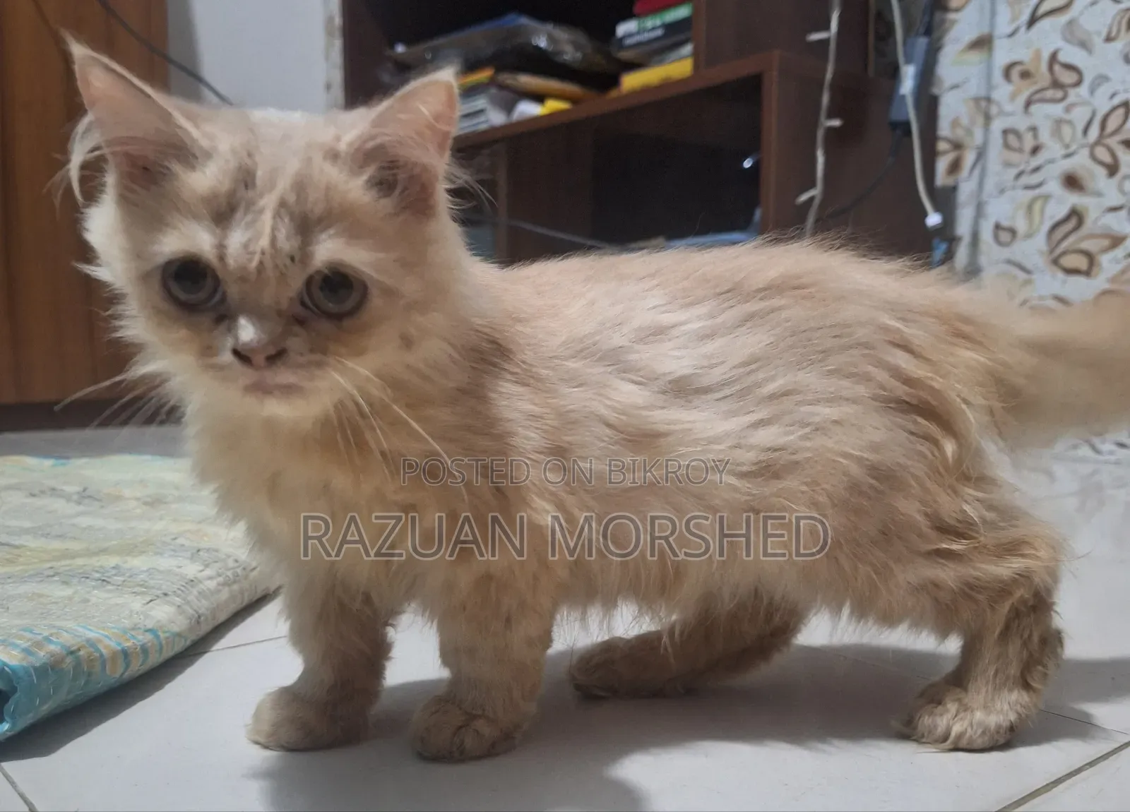1-3 Months Female Purebred Persian