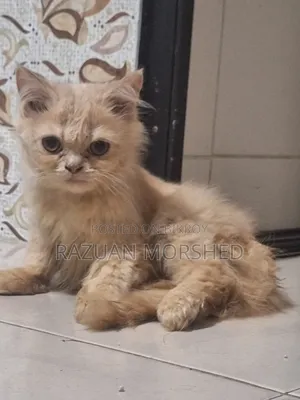 1-3 Months Female Purebred Persian