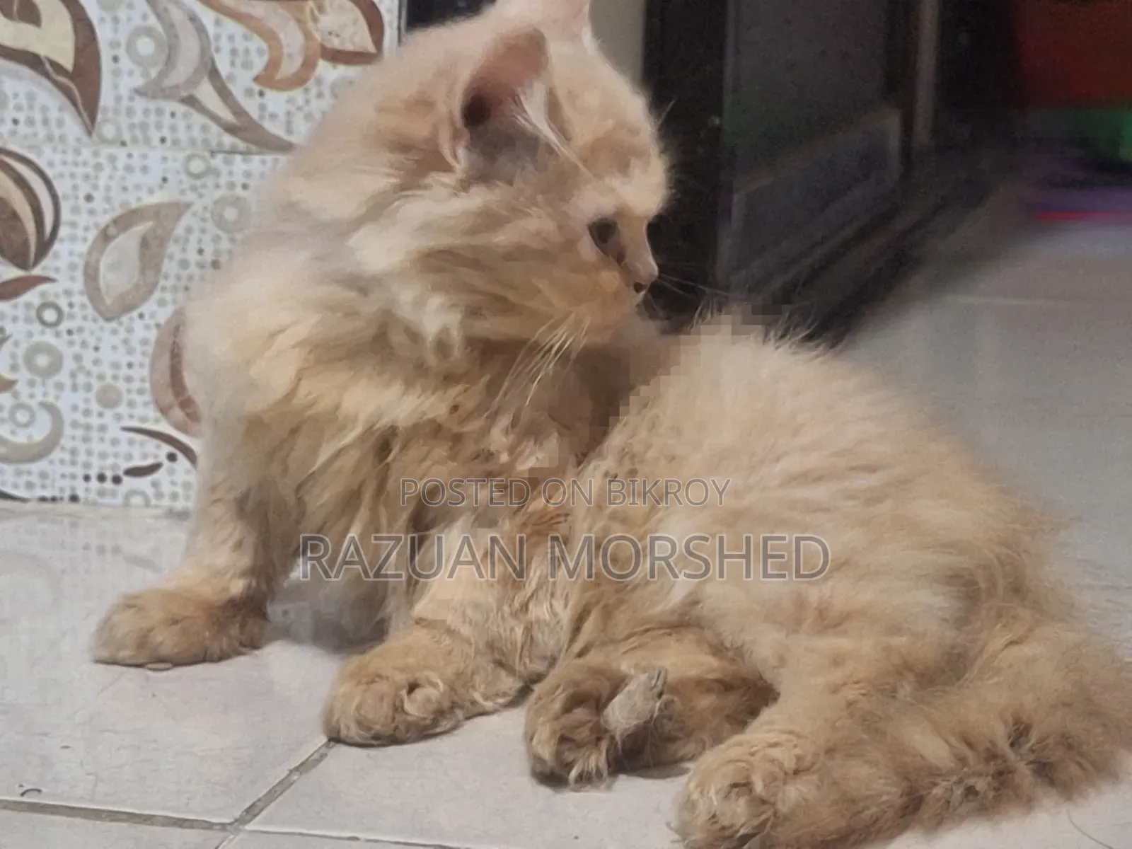 1-3 Months Female Purebred Persian