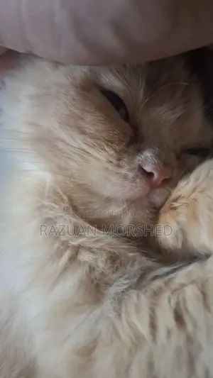 1-3 Months Female Purebred Persian