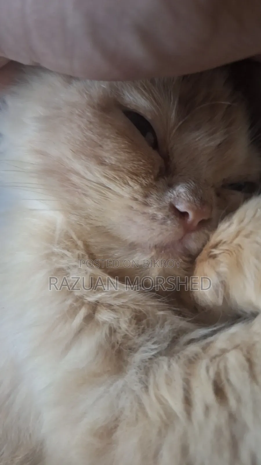 1-3 Months Female Purebred Persian