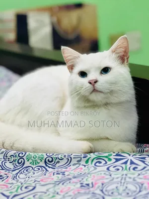 6-12 months Male Mixed Breed Persian