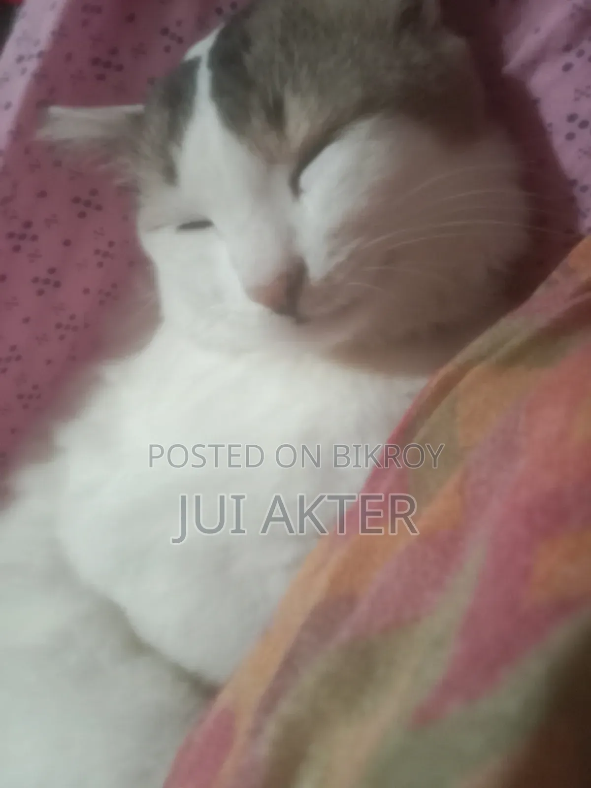 1+ Year Male Mixed Breed Persian Cat
