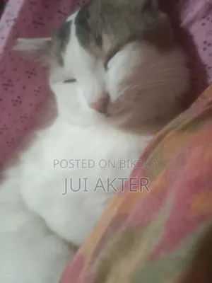 1+ Year Male Mixed Breed Persian