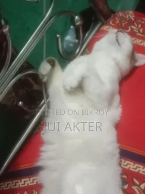 1+ Year Male Mixed Breed Persian Cat