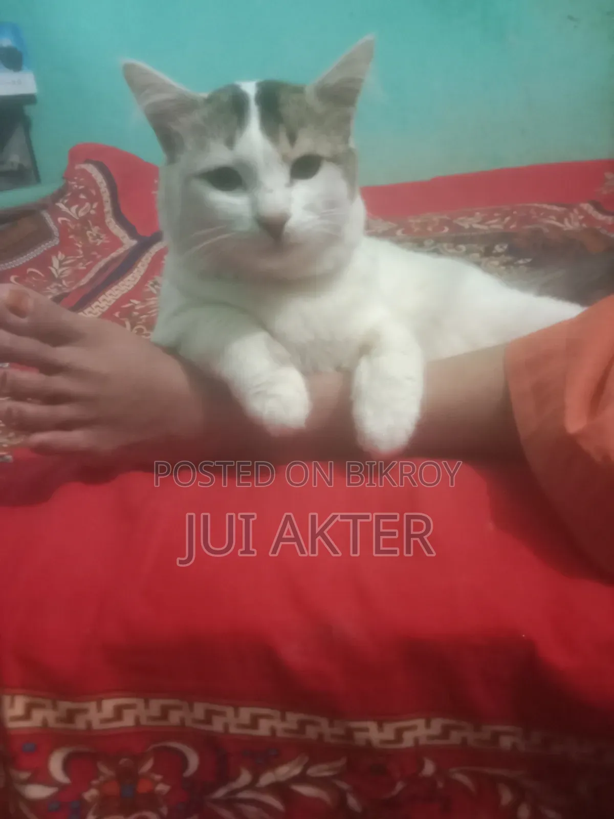 1+ Year Male Mixed Breed Persian Cat